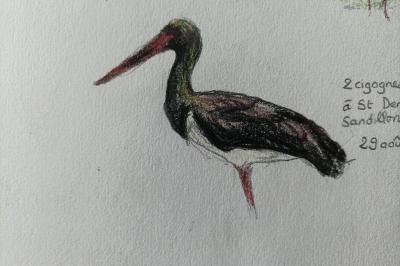 Cigogne noire