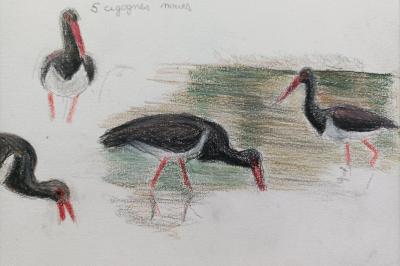Cigogne noire
