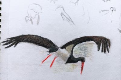 Cigogne noire