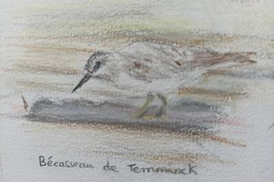 Bécasseau de Temminck