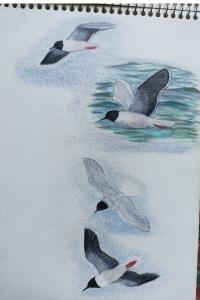Mouette pygmée