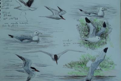 Mouette tridactyle