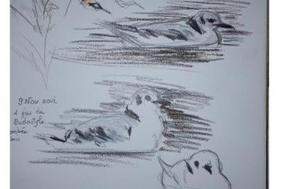 Mouette tridactyle