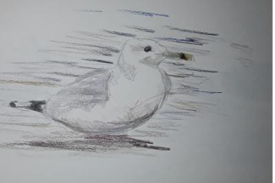 Goéland pontique