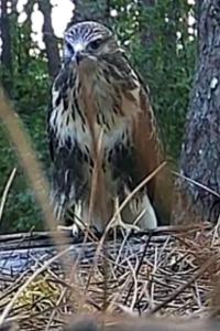 Buse variable