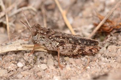Caloptène ochracé