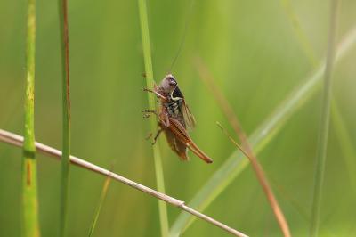 <i>Roeseliana roeselii</i>