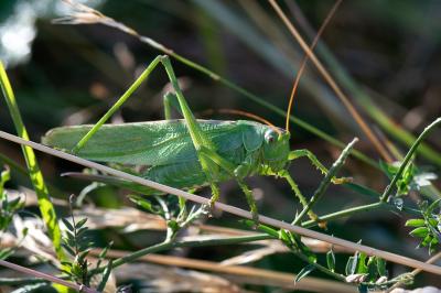 Grande Sauterelle verte