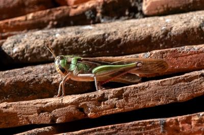 Criquet migrateur