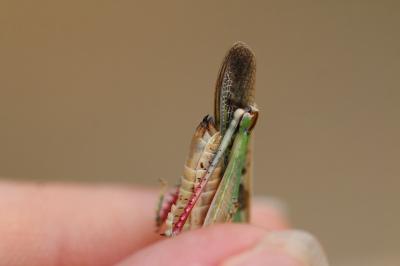 Oedipode émeraudine