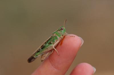 Oedipode émeraudine