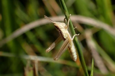 Euchorthippus declivus