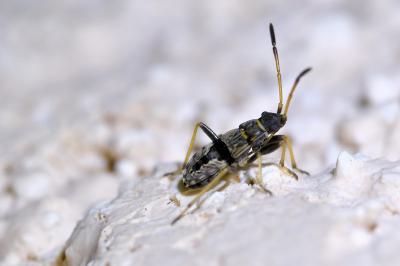 <i>Beosus maritimus</i>