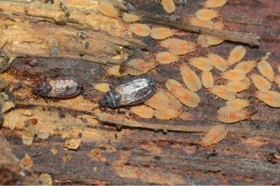 <i>Aneurus laevis</i>