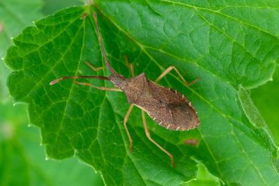 <i>Gonocerus acuteangulatus</i>