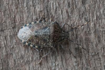 <i>Rhaphigaster nebulosa</i>