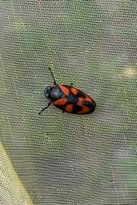 <i>Cercopis vulnerata</i>