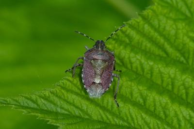 <i>Dolycoris baccarum</i>