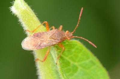 <i>Rhopalus maculatus</i>