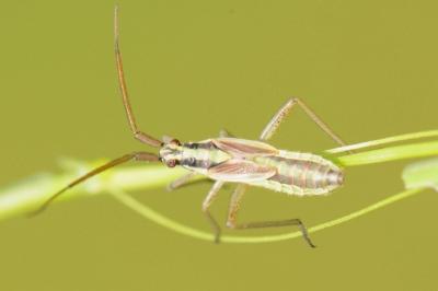<i>Leptopterna ferrugata</i>