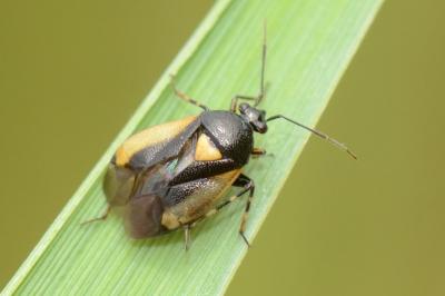 <i>Deraeocoris cordiger</i>