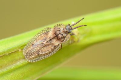 <i>Dictyonota fuliginosa</i>