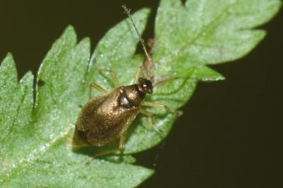 <i>Bryocoris pteridis</i>