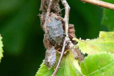 <i>Halyomorpha halys</i>