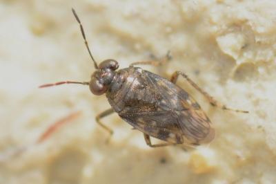 <i>Saldula saltatoria</i>