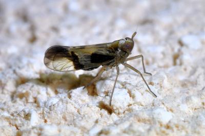 <i>Euides speciosa</i>