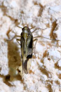 <i>Euides speciosa</i>