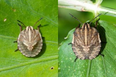 <i>Graphosoma italicum</i>