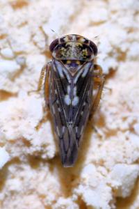 <i>Balcanocerus</i>