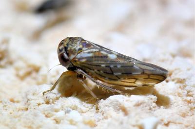 <i>Balcanocerus</i>