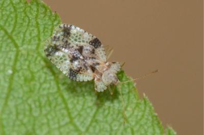 <i>Stephanitis pyri</i>