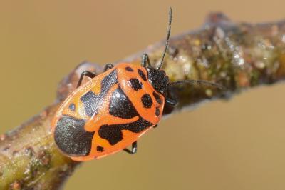 <i>Eurydema dominulus</i>