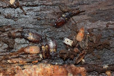 <i>Aneurus laevis</i>