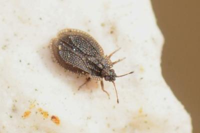 <i>Acalypta parvula</i>
