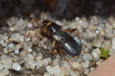 <i>Alloeorhynchus flavipes</i>