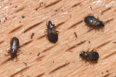 <i>Xylocoris cursitans</i>