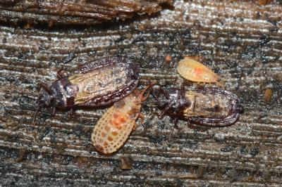 <i>Aneurus laevis</i>