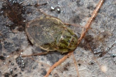 <i>Naucoris maculatus</i>