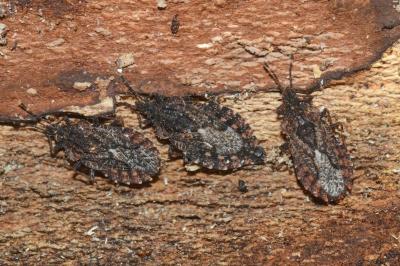 <i>Aradus betulae</i>