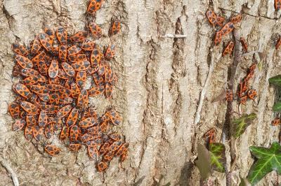 <i>Pyrrhocoris apterus</i>