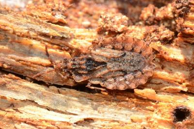 <i>Aradus conspicuus</i>