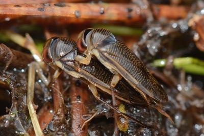 <i>Hesperocorixa sahlbergi</i>