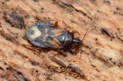<i>Lyctocoris dimidiatus</i>