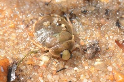 <i>Aphelocheirus aestivalis</i>