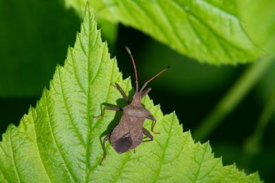 <i>Coreus marginatus</i>