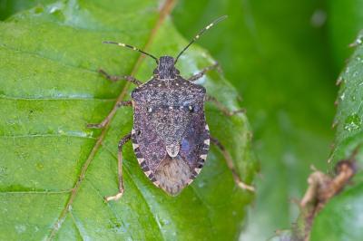 <i>Halyomorpha halys</i>